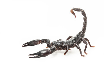 Black Scorpion isolated on white