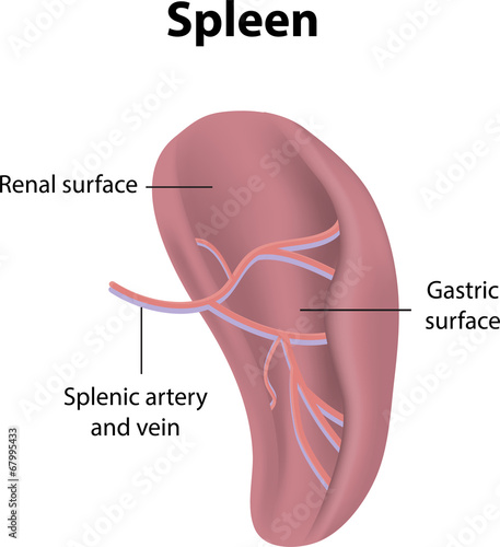 "Spleen Labeled Diagram" Stock photo and royalty-free images on Fotolia