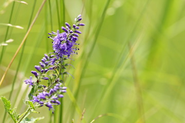 Blue flower on the green background