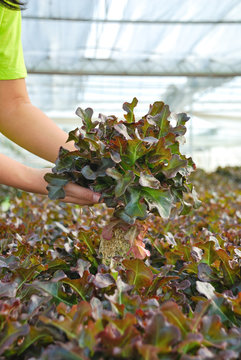 Red oak, green oak, cultivation hydroponics green vegetable in f