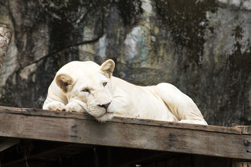 white lion asleep