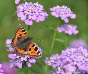 Schöner Sommer