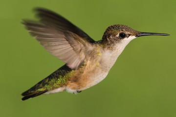 Obraz na płótnie Canvas Juvenile Ruby-throated Hummingbird (archilochus colubris)