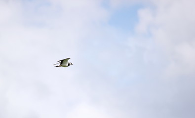 Northern lapwing (Vanellus vanellus) in flight
