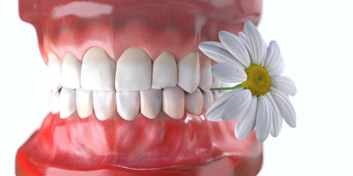 teeth with flower medicine dental health concept