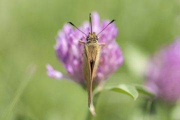 Beautiful butterfly on a purple flower