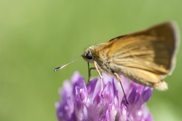 Beautiful butterfly on a purple flower