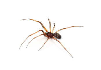 spider on white