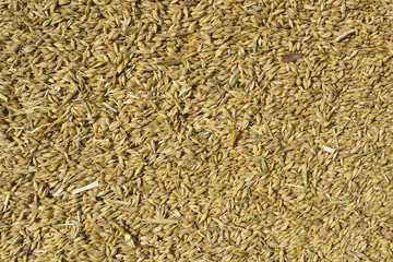 the barley