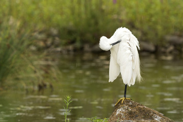 Little egret