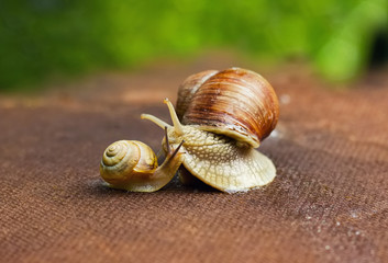 Garden snail (Helix aspersa) with its baby