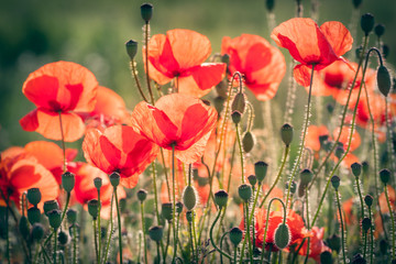 Obraz premium red poppy