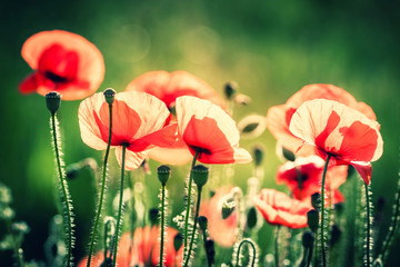 Obraz premium red poppy