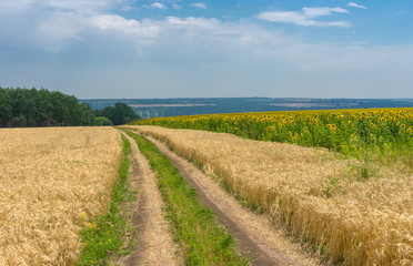 Ukrainian summer landscape with wheat field and country road