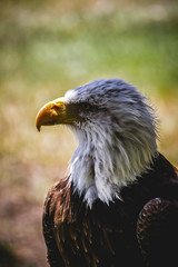 American white-headed eagle