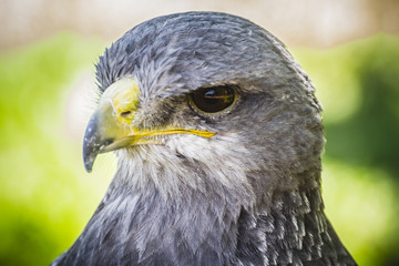 Naklejka premium Spanish falcon in a medieval fair raptors