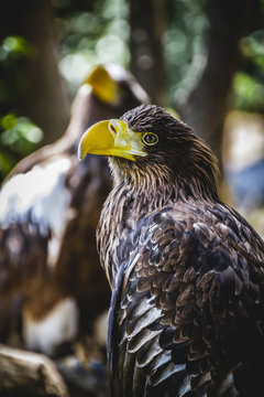 Spanish golden eagle in a medieval fair raptors