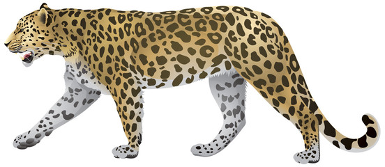 Leopard Walking - obrazy, fototapety, plakaty