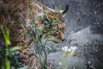 Iberian lynx chasing a bird