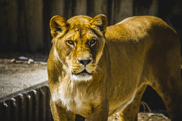 lioness in a zoo park