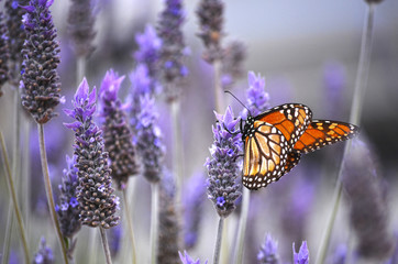 Naklejka premium Butterfly with lavenders