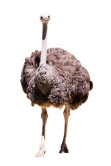 Ostrich