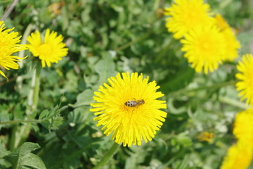 Fleur jaune