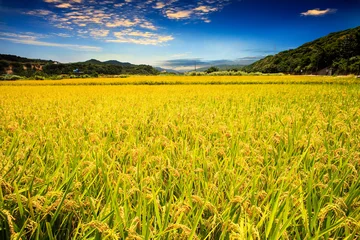 Garden poster Asian Places paddy field