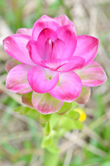 Obraz na płótnie Canvas Curcuma sessilis flower close up