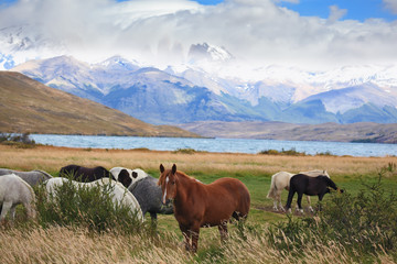 The herd of magnificent horses is grazed