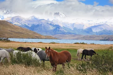 Fotobehang The herd of magnificent horses is grazed © Kushnirov Avraham