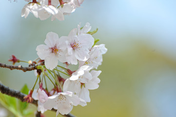 桜