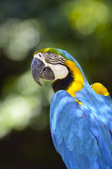 ルリコンゴウインコ