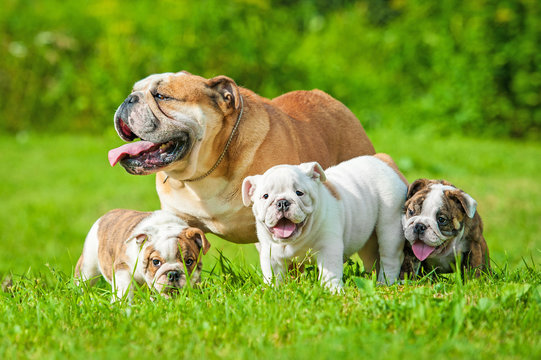 Family of bulldogs sale