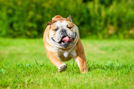 Bulldog running outlet