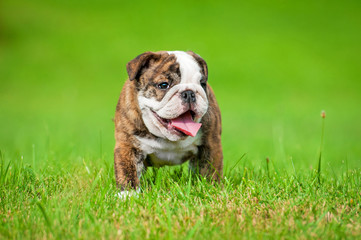 English bulldog puppy