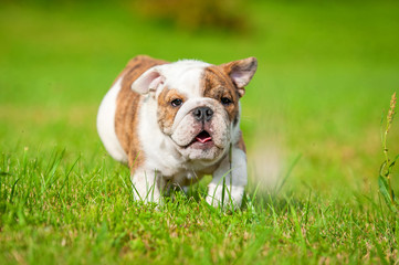Obraz premium English bulldog puppy running