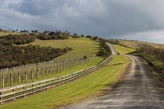 Vineyard On Grassy Slope