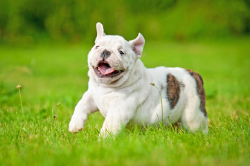 Fototapeta premium English bulldog puppy running