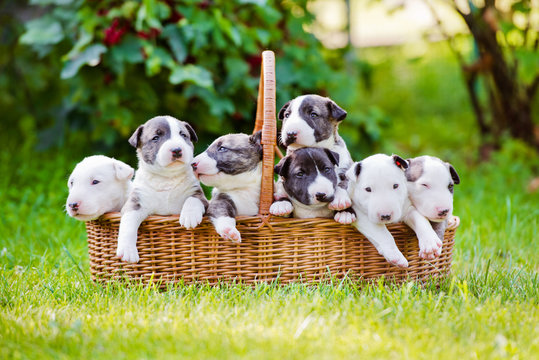 Puppy in the sale litter
