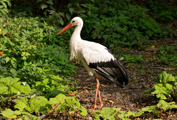 White stork