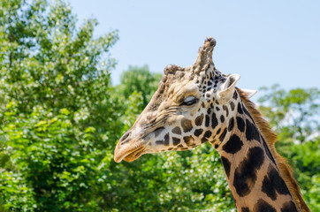 Giraffe in zoo Prague