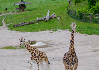 Giraffe in zoo Prague