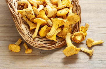 Cantharellus cibarius, commonly known as the chanterelle,