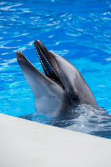 Obraz premium イルカ