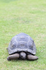 ケヅメリクガメ