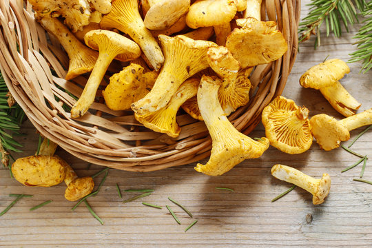 Cantharellus cibarius, commonly known as the chanterelle,