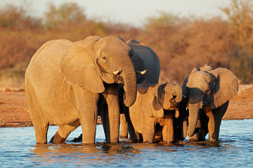 Fototapeta na wymiar Elephants drinking water, Etosha National Park