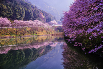 桜と湖面