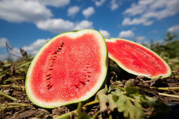 Watermelon growing